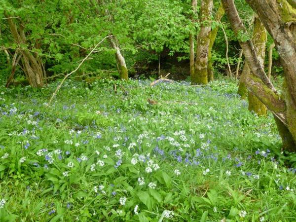 Hendre Aled Cottage 1 Llansannan ภายนอก รูปภาพ